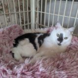 4月20日の古河店に参加するにゃんこの大冒険の保護猫09