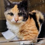 4月20日の古河店に参加するにゃんこの大冒険の保護猫10