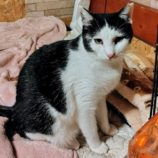 4月20日の古河店に参加するにゃんこの大冒険の保護猫11