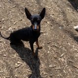 4月6日の瑞穂店に参加するドックファムの保護犬01