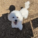 4月6日の瑞穂店に参加するドックファムの保護犬04