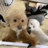 4月6日の瑞穂店に参加するドックファムの保護犬05