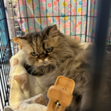 4月13日の瑞穂店に参加するまたたび家の保護猫03