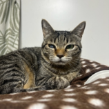 4月13日の瑞穂店に参加するまたたび家の保護猫04