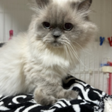 4月13日の瑞穂店に参加するまたたび家の保護猫05