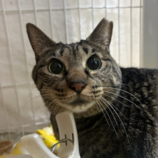 4月13日の瑞穂店に参加するまたたび家の保護猫06