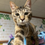 4月13日の瑞穂店に参加するまたたび家の保護猫07