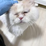 4月13日の瑞穂店に参加するまたたび家の保護猫08