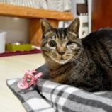 4月13日の瑞穂店に参加するまたたび家の保護猫09