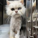 4月13日の瑞穂店に参加するまたたび家の保護猫10