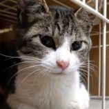 4月6日の守谷店に参加するにゃんこの大冒険の保護犬01