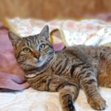 4月6日の守谷店に参加するにゃんこの大冒険の保護犬02