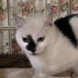 4月6日の守谷店に参加するにゃんこの大冒険の保護犬03