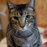 4月6日の守谷店に参加するにゃんこの大冒険の保護犬04