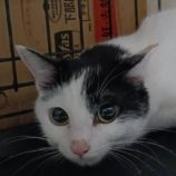 4月6日の守谷店に参加するにゃんこの大冒険の保護犬05