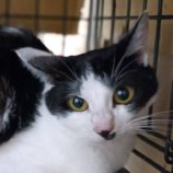 4月6日の守谷店に参加するにゃんこの大冒険の保護犬06