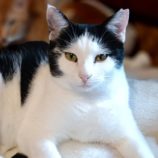 4月6日の守谷店に参加するにゃんこの大冒険の保護犬07