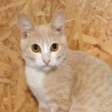 4月6日の守谷店に参加するにゃんこの大冒険の保護犬08