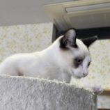 4月20日の新田店に参加する猫びよりの保護猫01