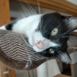 4月20日の新田店に参加する猫びよりの保護猫02