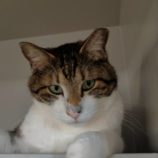 4月20日の新田店に参加する猫びよりの保護猫03