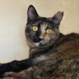 4月20日の新田店に参加する猫びよりの保護猫05