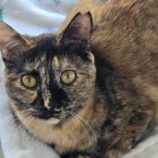 4月20日の新田店に参加する猫びよりの保護猫06