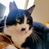 4月20日の新田店に参加する猫びよりの保護猫10