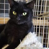 4月20日の新田店に参加する猫びよりの保護猫11