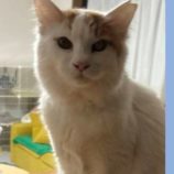 4月20日の新田店に参加する猫びよりの保護猫12