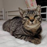 4月28日の小山店に参加するのにゃんこの大冒険の保護猫01