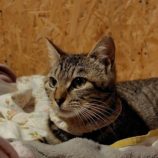 4月28日の小山店に参加するのにゃんこの大冒険の保護猫02