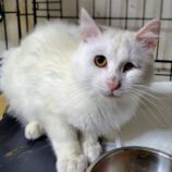 4月28日の小山店に参加するのにゃんこの大冒険の保護猫03