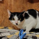 4月28日の小山店に参加するのにゃんこの大冒険の保護猫05