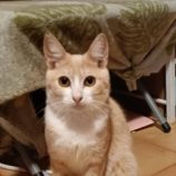 4月28日の小山店に参加するのにゃんこの大冒険の保護猫06