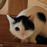 4月28日の小山店に参加するのにゃんこの大冒険の保護猫07