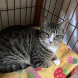 4月19日の八千代店に参加する花ねこ千葉の保護猫01