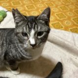 4月19日の八千代店に参加する花ねこ千葉の保護猫02