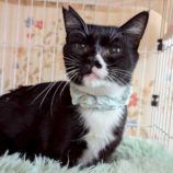 4月19日の八千代店に参加する花ねこ千葉の保護猫04