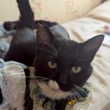 4月19日の八千代店に参加する花ねこ千葉の保護猫06