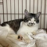 4月19日の八千代店に参加する花ねこ千葉の保護猫07