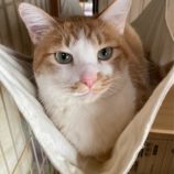 4月19日の八千代店に参加する花ねこ千葉の保護猫08