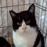 4月19日の八千代店に参加する花ねこ千葉の保護猫09
