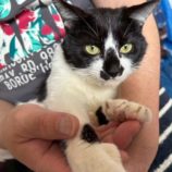 4月19日の八千代店に参加する花ねこ千葉の保護猫10