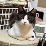 4月19日の八千代店に参加する花ねこ千葉の保護猫11