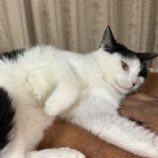 4月19日の八千代店に参加する花ねこ千葉の保護猫12