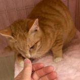 4月19日の八千代店に参加する花ねこ千葉の保護猫13