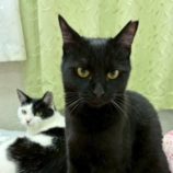 4月19日の八千代店に参加する花ねこ千葉の保護猫14