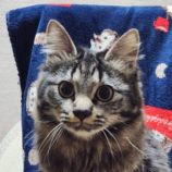 4月27日の吉岡店に参加するの猫のへや保護猫01