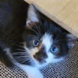 4月27日の吉岡店に参加するの猫のへや保護猫02